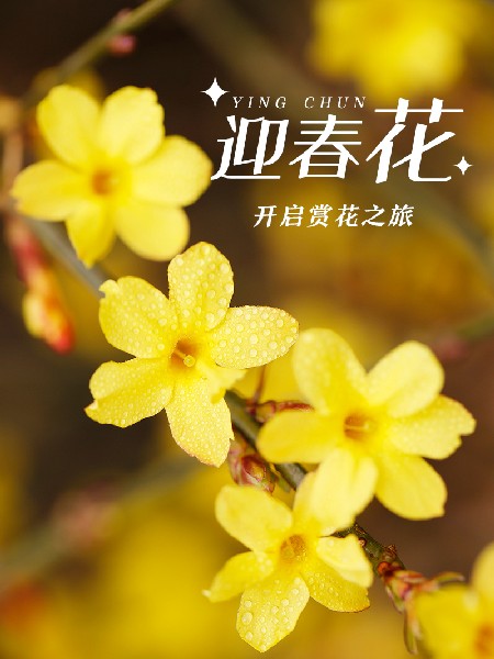 追花指南第二期！京城三月里最撩人的玉蘭觀賞地