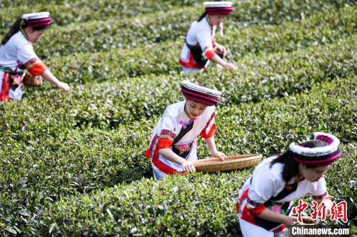 白族村民在茶園采摘?！钊A峰 攝
