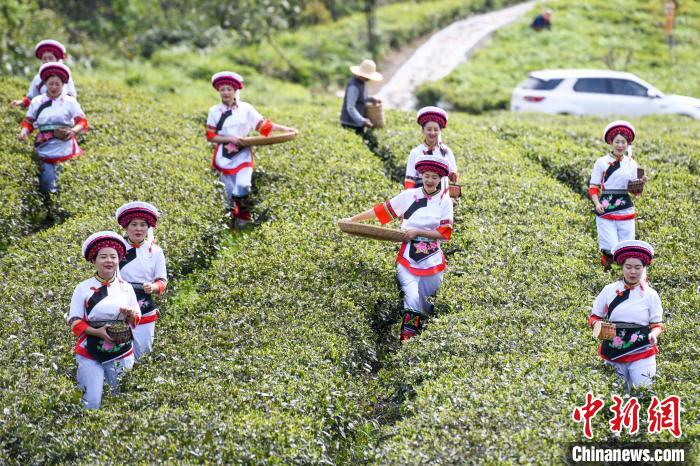 白族村民走進(jìn)茶園采摘。　楊華峰 攝