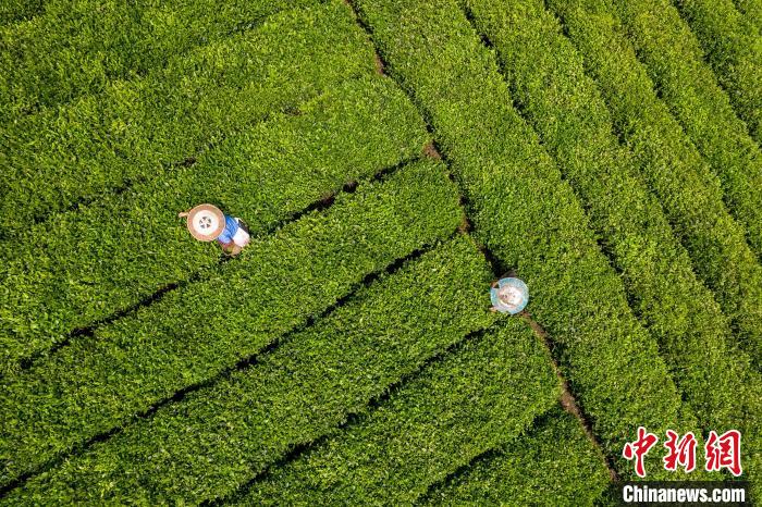 茶農(nóng)正在采摘新鮮茶葉?！√普?攝