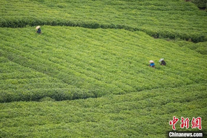 茶農(nóng)采摘谷雨茶?！√普?攝