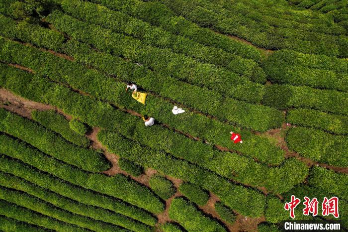 茶農(nóng)正在采摘新鮮茶葉。　唐哲 攝