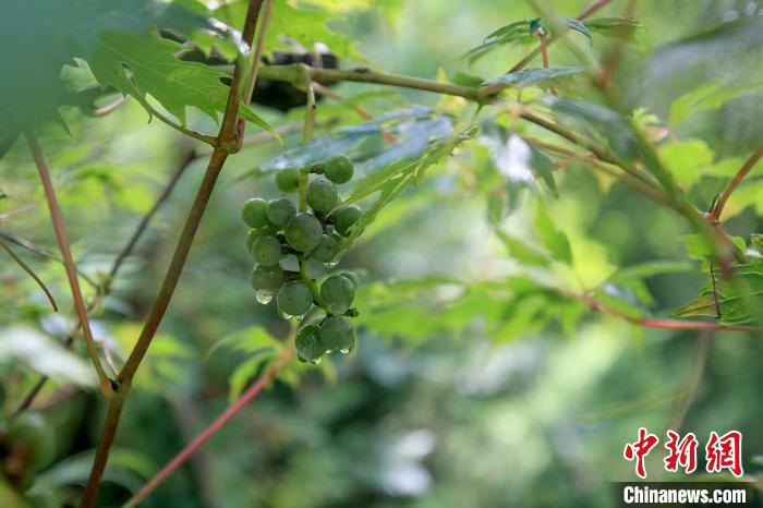野生動(dòng)物在北京：如何筑牢生物多樣性“保護(hù)網(wǎng)”？