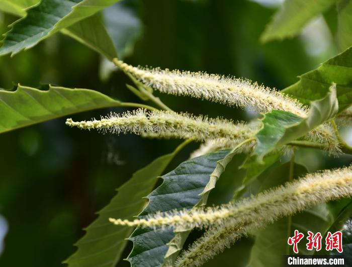 毛茸茸的栗花。　郝云崎 攝