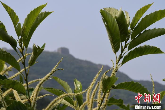 長城腳下，“栗”花盛開?！『略破?攝