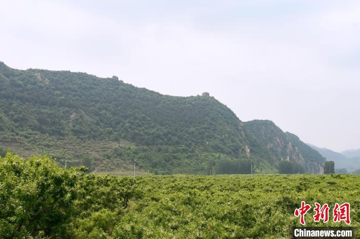 長城腳下萬畝栗花綻放，散發(fā)出淡淡清香?！『略破?攝