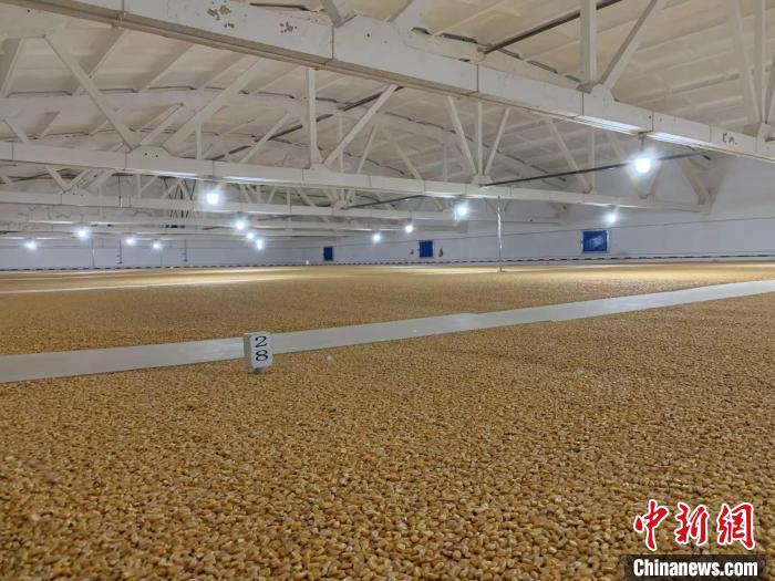 倉內(nèi)清涼干爽、遍地金黃，上千平方米的糧食盡收眼底。　王惠琳 攝
