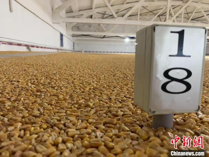 數(shù)千噸的小麥、玉米如同一塊塊被“切平”的巨型蛋糕“鑲嵌”在地面上?！⊥趸萘?攝