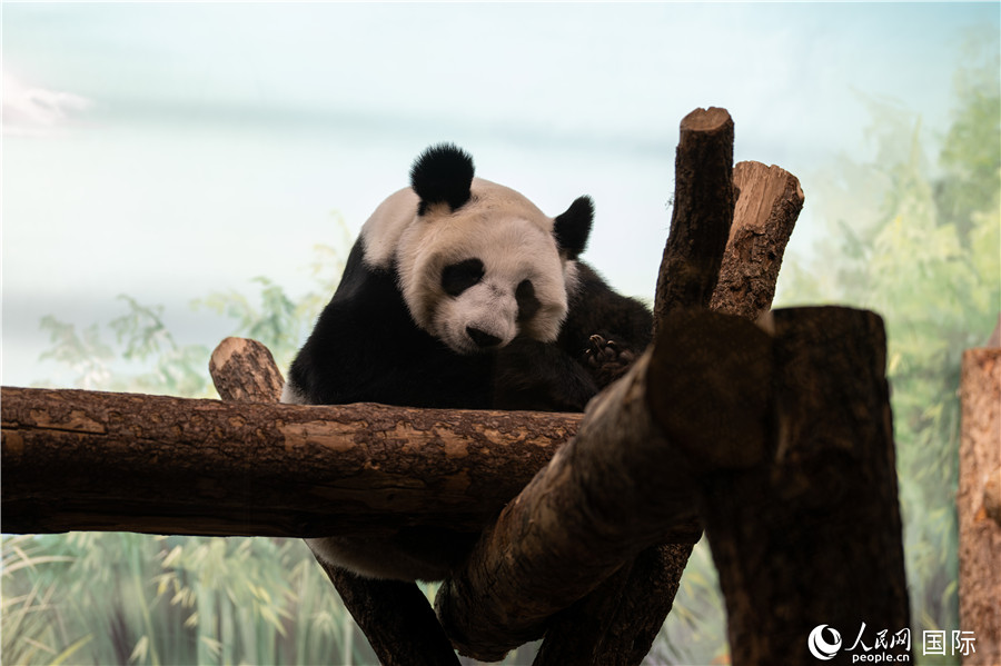 無比可愛的大熊貓“丁丁”。人民網(wǎng)記者 翁奇羽攝