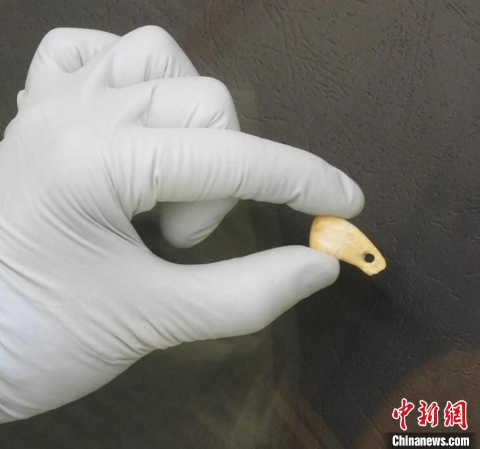 打孔鹿牙墜飾提取DNA后(圖片來(lái)自馬克斯·普朗克演化人類(lèi)學(xué)研究所)?！∈┢樟指瘛ぷ匀?供圖