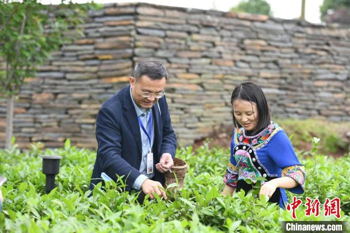 東盟國家媒體記者在辰龍關(guān)茶園采茶?！钊A峰 攝