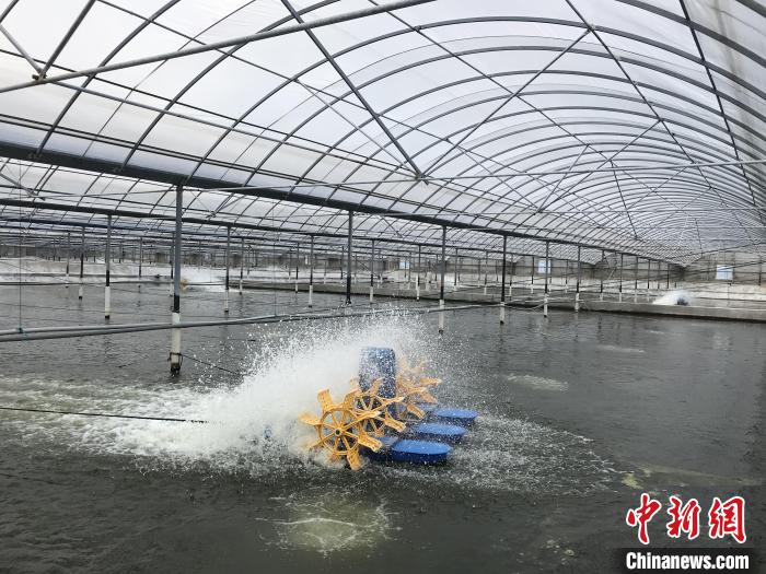 南美白對(duì)蝦養(yǎng)殖基地?！∠笊轿r蟹科技小院供圖