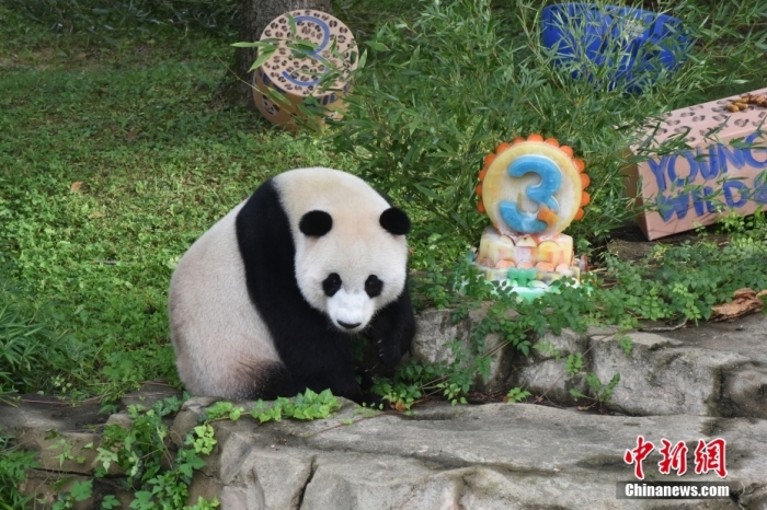 當(dāng)?shù)貢r(shí)間8月21日，旅美大熊貓幼崽“小奇跡”迎來3周歲生日。華盛頓國家動物園給“小奇跡”舉辦了“生日派對”，眾多游客前來給“小奇跡”慶生。<a target='_blank' href='/'><p  align=