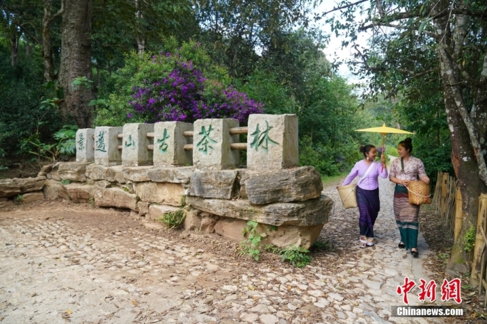 普洱景邁山古茶林文化景觀位于中國云南省普洱市瀾滄拉祜族自治縣惠民鎮(zhèn)。<a target='_blank' href='/' _fcksavedurl='/'><p  align=