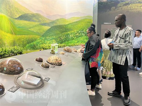   （在中國(guó)藥都中醫(yī)藥博物館，外媒記者了解中醫(yī)藥發(fā)展史。中國(guó)經(jīng)濟(jì)周刊記者 郭志強(qiáng) 攝）