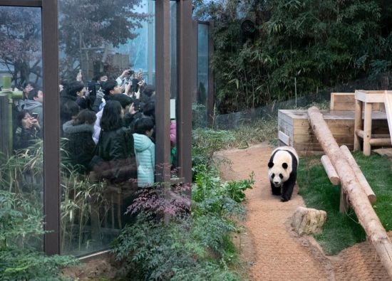 2月20日，韓國民眾在韓國愛寶樂園參觀大熊貓“福寶”。新華社記者姚琪琳攝