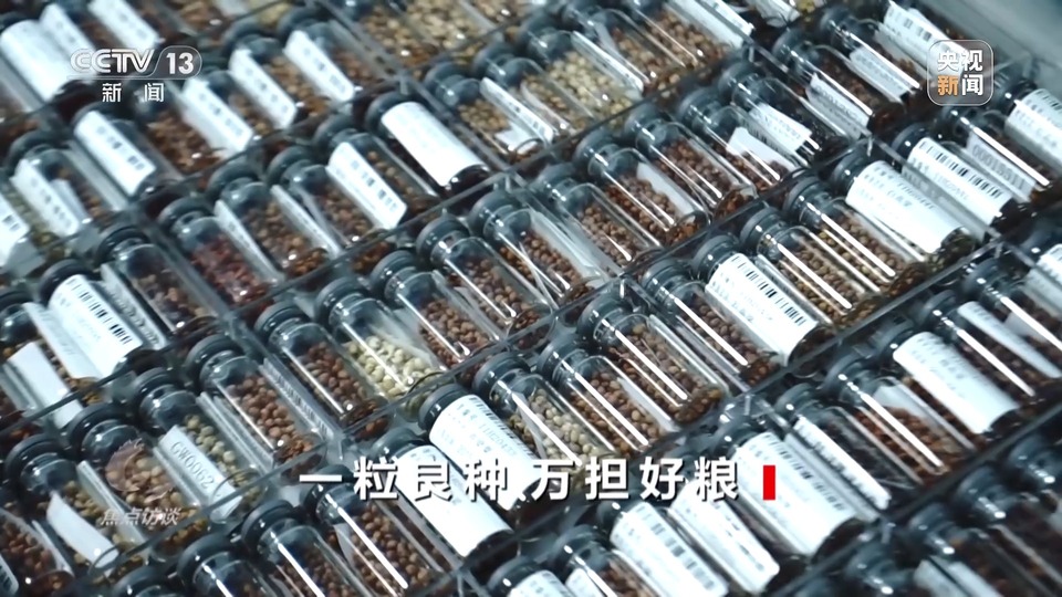 焦點(diǎn)訪(fǎng)談丨一粒良種 萬(wàn)擔(dān)好糧 探索農(nóng)作物高產(chǎn)高質(zhì)“新密碼”