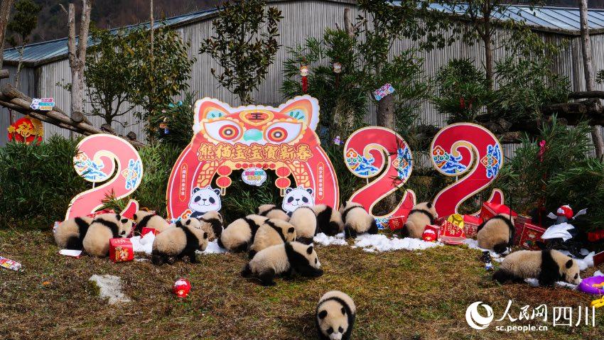 熊貓寶寶賀新春、迎冬奧。李傳有攝