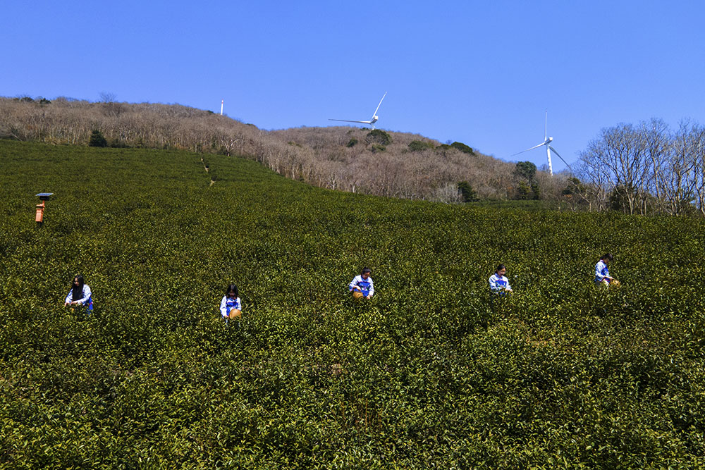 茶農(nóng)們搶抓晴好天氣采摘春茶。楊云中攝