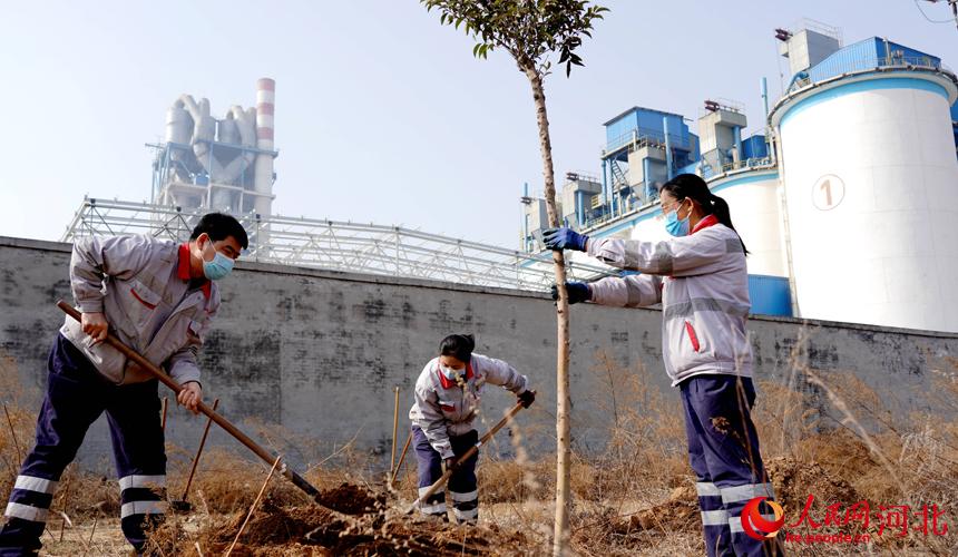 邢臺金隅職工在石邢公路沿線植樹。 宋繼昌攝