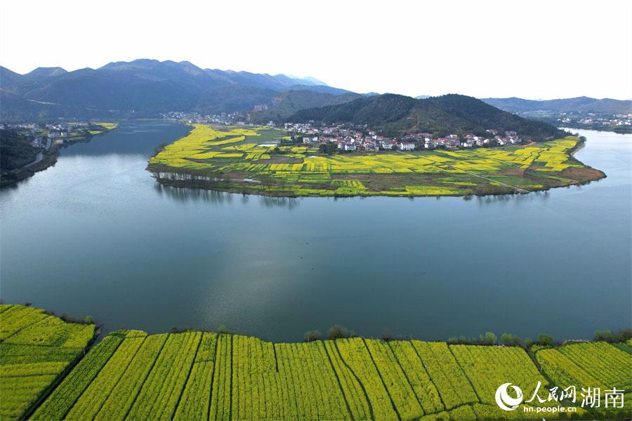 春江水暖，油菜花開。人民網(wǎng) 李芳森攝