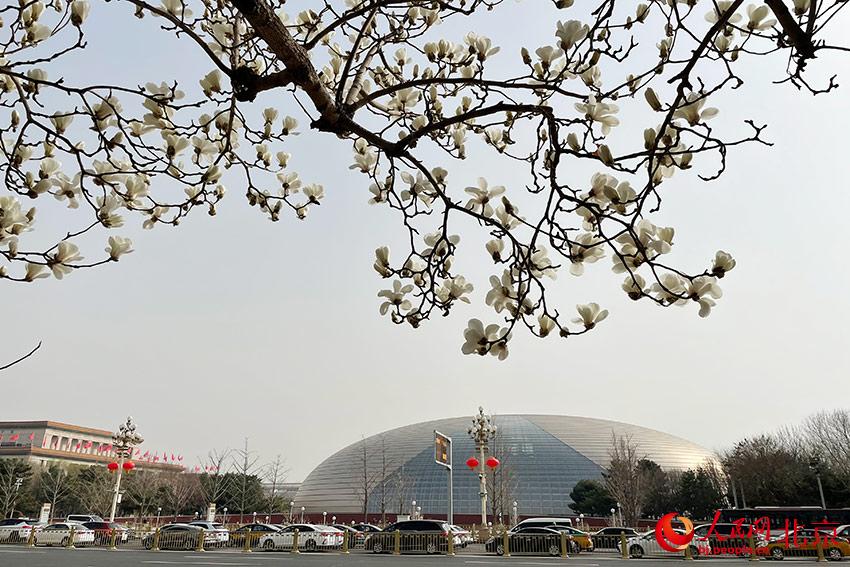 長安街畔玉蘭綻放。人民網(wǎng) 尹星云攝