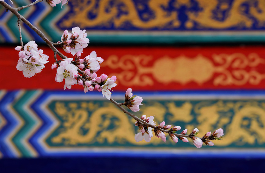 “云”賞桃花相映紅。紅橋區(qū)委宣傳部供圖