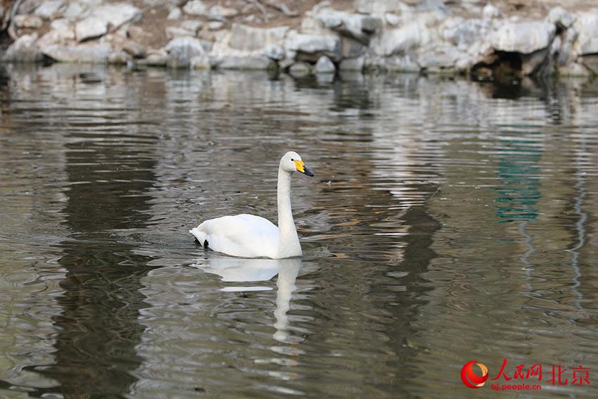 北京動物園水禽湖上，水鳥游弋其中，傳遞春的消息。人民網 尹星云攝