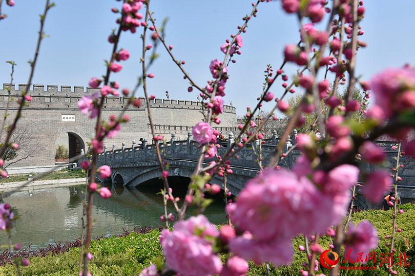 古城花開(kāi)春意濃。 人民網(wǎng) 朱鵬濤攝