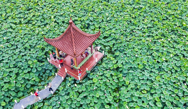 圖為金湖萬(wàn)畝荷花蕩。陳義寶攝