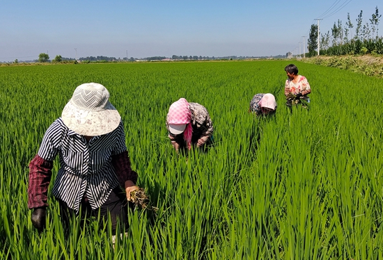 7月15日，農(nóng)民在河北省玉田縣石臼窩鎮(zhèn)王家樓村稻田勞作。 張仁杰攝