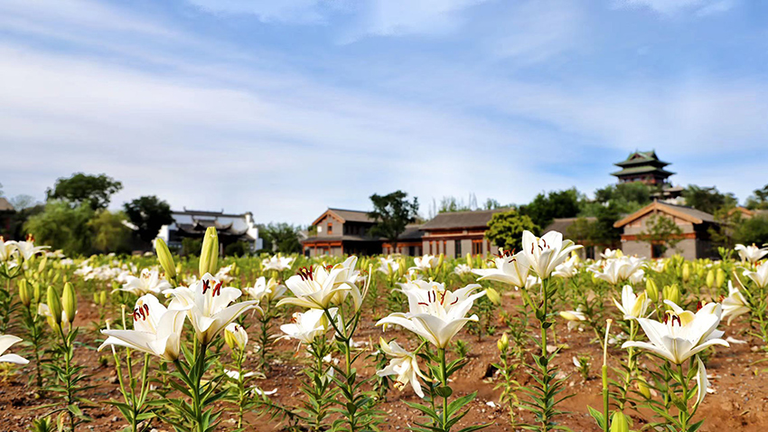 北京世園公園百合陸續(xù)盛放。（北京世園公園供圖）