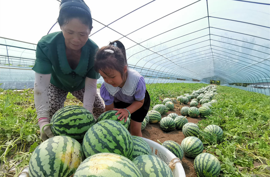 在北辰區(qū)雙街鎮(zhèn)的西瓜種植基地內(nèi)，種植農(nóng)戶(hù)們正忙著采收。陳立興攝