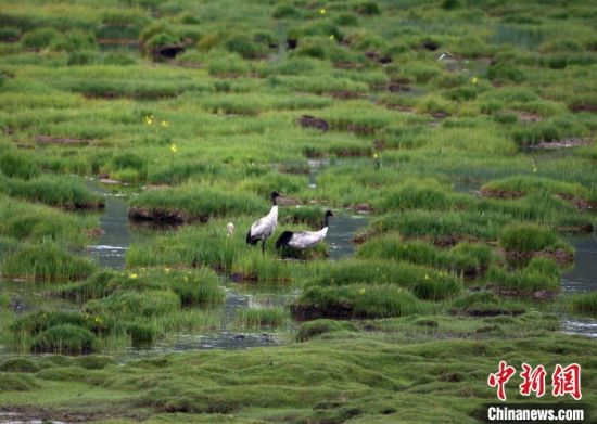 圖為祁連山國(guó)家公園青海片區(qū)內(nèi)的黑頸鶴?！∑钸B山國(guó)家公園青海省管理局供圖 攝
