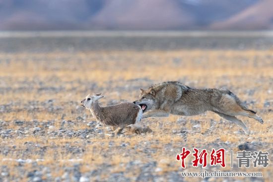 圖為獲獎(jiǎng)作品。同海元供圖