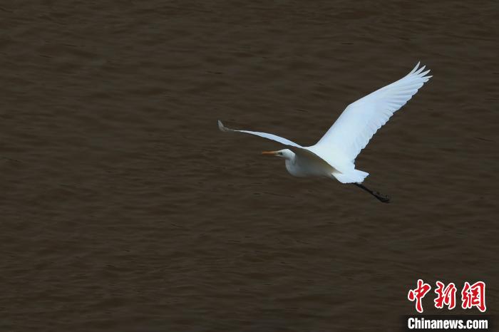 青?！澳赣H河”湟水水質(zhì)改善引鷺鳥(niǎo)嬉戲
