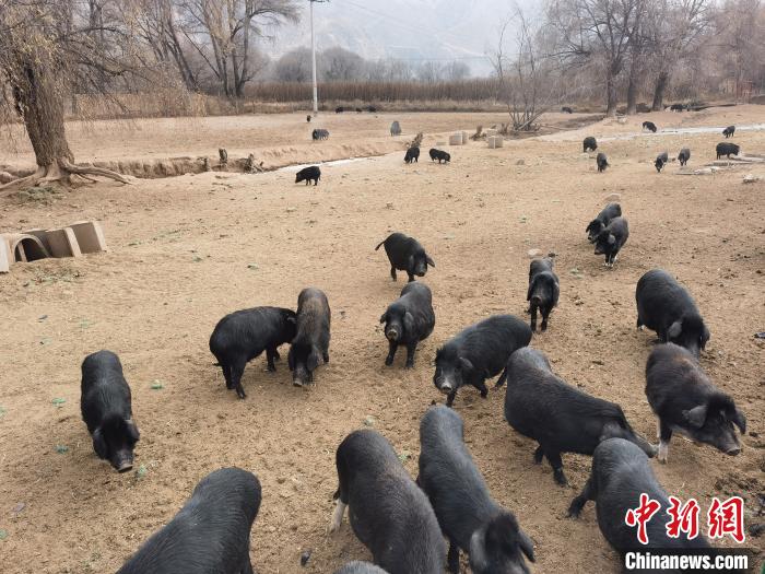 圖為藏香豬?！∑钤鲚?攝