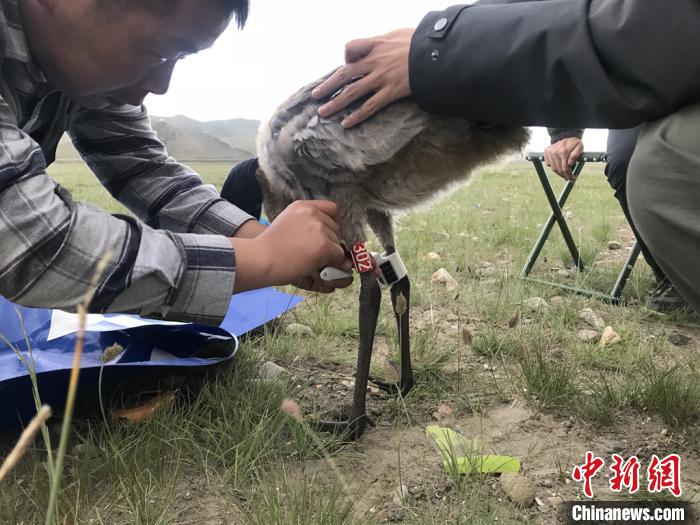 圖為研究人員為黑頸鶴佩戴GPS跟蹤設備。祁連山國家公園青海省管理局供圖