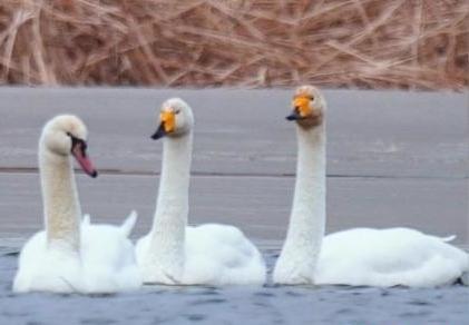 圖為疣鼻天鵝與大天鵝?！∏嗪夜珗@觀鳥協(xié)會供圖 攝