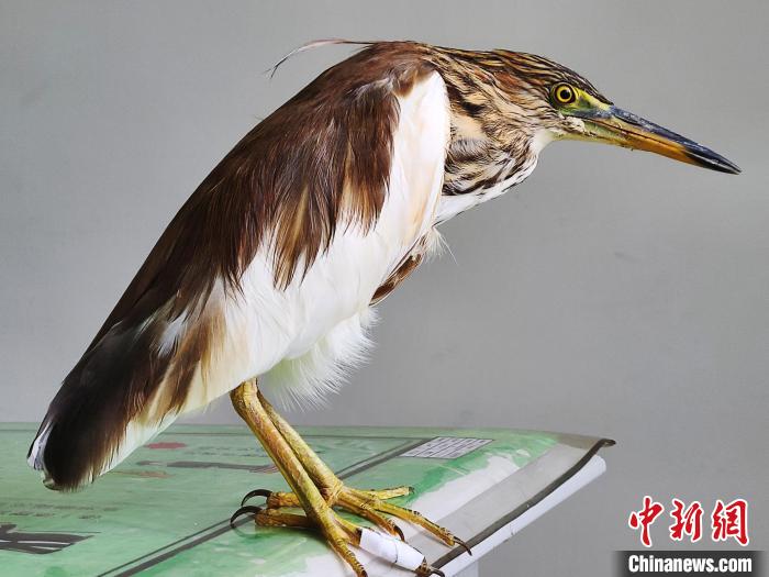圖為被救助的國家一級重點(diǎn)保護(hù)動物池鷺。　柳澤田 攝