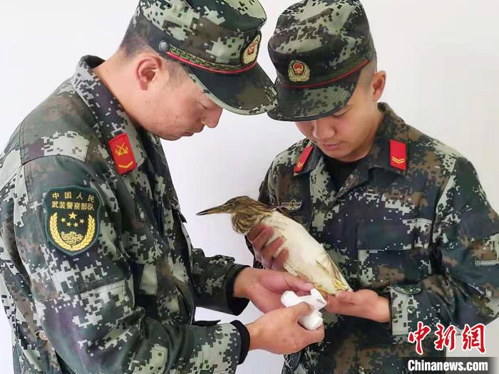 圖為武警官兵正在為國家一級重點(diǎn)保護(hù)動物池鷺包扎?！×鴿商?攝