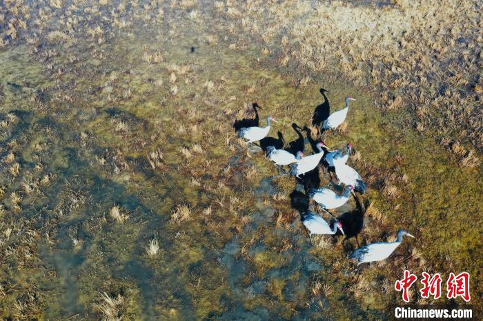 圖為黑頸鶴群在濕地中曬太陽(yáng)?！】姥?攝