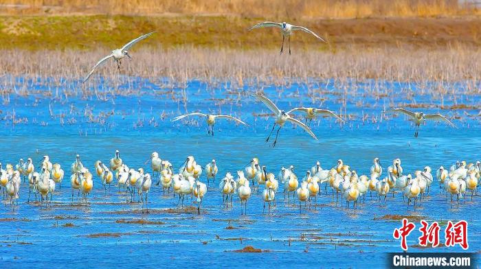 沿海濕地，鳥類天堂?！←}城市委宣傳部供圖