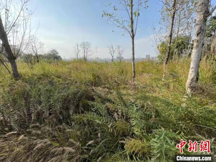 發(fā)現(xiàn)的加拿大一枝黃花?！畈?攝