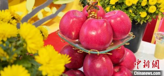 2021年10月15日，中國(guó)蘋果首屆產(chǎn)銷峰會(huì)暨甘肅平?jīng)龉焚Q(mào)易大會(huì)在平?jīng)鍪徐o寧縣開幕。(資料圖) 魏建軍 攝