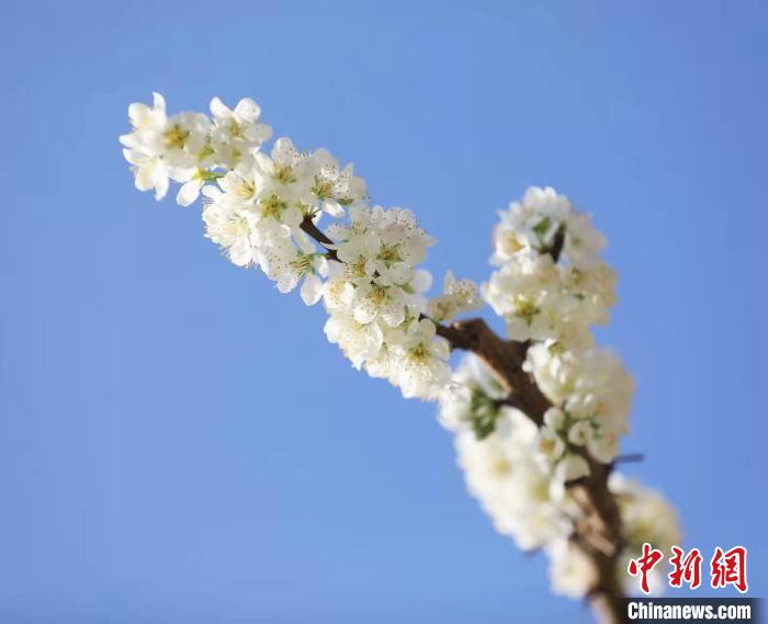 李花盛開?！『吻搴?攝