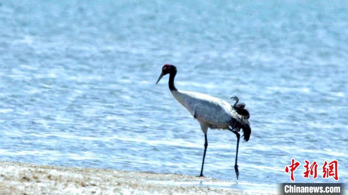 圖為黑頸鶴在青海湖畔散步?！《砣詹囟?攝
