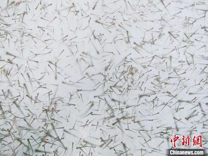 圖為魚苗?！?zhí)砀?攝