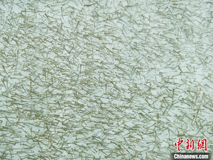 圖為密集培育的魚苗?！?zhí)砀?攝
