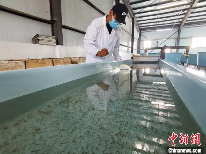 圖為工作人員檢查魚苗?！?zhí)砀?攝